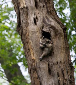 While a raccoon’s natural habitat is in the woods and forests, their adaptability has allowed them to migrate to urban areas. AP Photo/Mary Altaffer