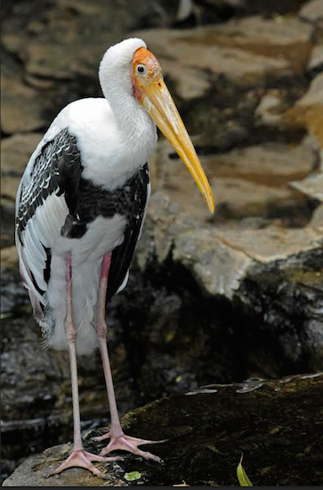 The Prospect Park Zoo is debuting two painted storks. Photo: Julie Larsen Maher © WCS