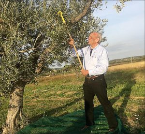 Charles Randolph harvesting olives near his apartment in Ladispoli, Italy. Photos courtesy of Charles Randolph