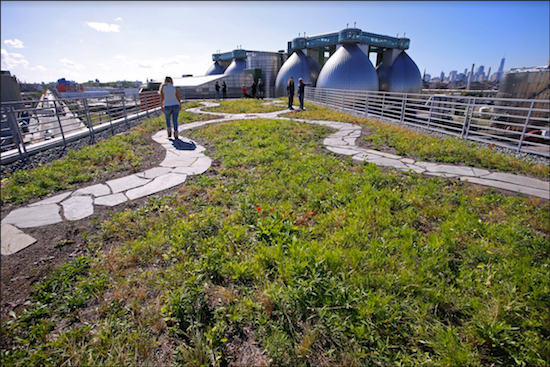 The rooftop of Broadway Stages transformed into Newtown Creek Wildflower Roof and Community Space, with the Department of Environmental Protection’s Newtown Creek Wastewater Treatment Plant’s Digester Eggs in the background. Eagle photos by Andy Katz