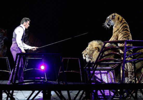 In this May 2016 photo, big-cat trainer Alexander Lacey performs with lions and tigers in Providence, Rhode Island during the Ringling Bros. and Barnum & Bailey circus show, where Asian elephants made their final performance. AP Photo/Bill Sikes, File