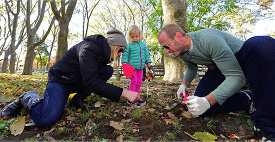 The Davidson family — Ella, Annie and William — work together to plant their daffodil bulbs in McGolrick Park. Eagle photos by Andy Katz