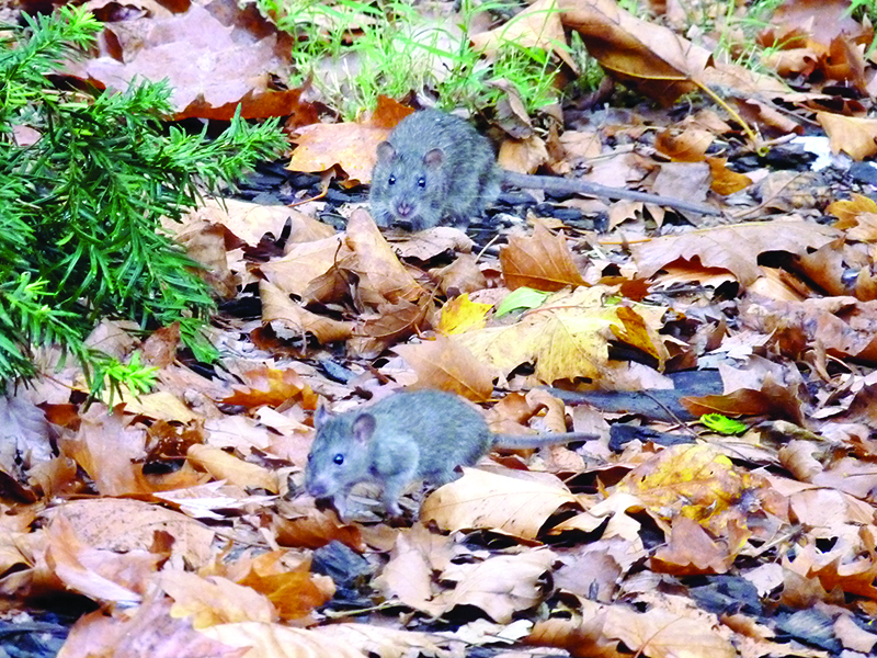 The city has issued guidelines on avoiding a rare but deadly disease spread by rat urine, following an outbreak in the Bronx. Shown: Rats frolic in the park near the state Supreme Court Building in Downtown Brooklyn. Photo by Mary Frost
