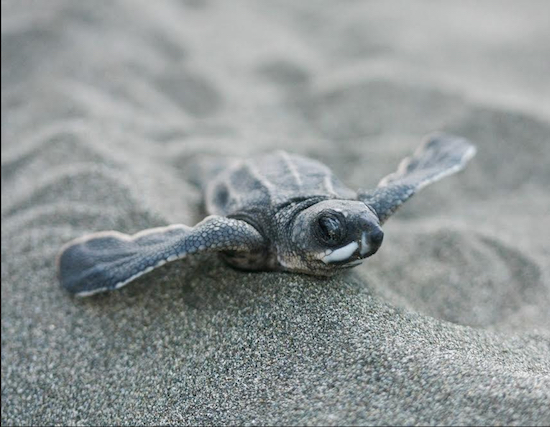 A group of lucky Poly Prep students will be seeing a lot of sea turtles during their trip to Costa Rica. Photo courtesy of Ecology Project International