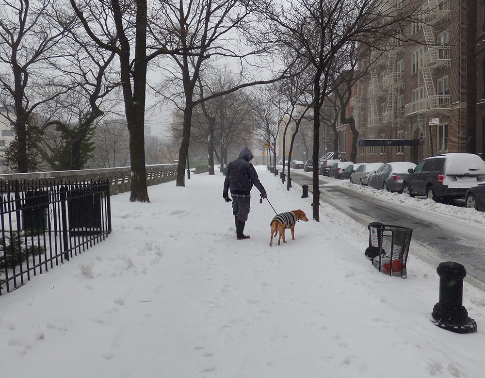 Many of the citizens braving the storm were accompanied by their dogs, who seemed blithely unaware of the stinging sleet and sub-freezing temperature. 