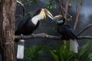 Guests will now be able to see WCS’s Prospect Park Zoo’s wreathed hornbill exhibit all year long. Julie Larsen Maher © WCS