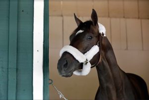 Always Dreaming arrived at Pimlico Race Course in Baltimore on Tuesday morning, hoping to win the second leg of horseracing’s Triple Crown the Saturday after next. AP Photo by Patrick Semansky