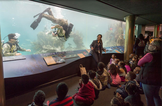Navy Diver 1st Class Sean Dargie, assigned to Mobile Diving and Salvage Unit 2, performs a somersault for a tour group at the New York Aquarium during a community relations event as part of Fleet Week New York 2017. U.S. Navy photos by Mass Communication Specialist 2nd Class Charles Oki/Released