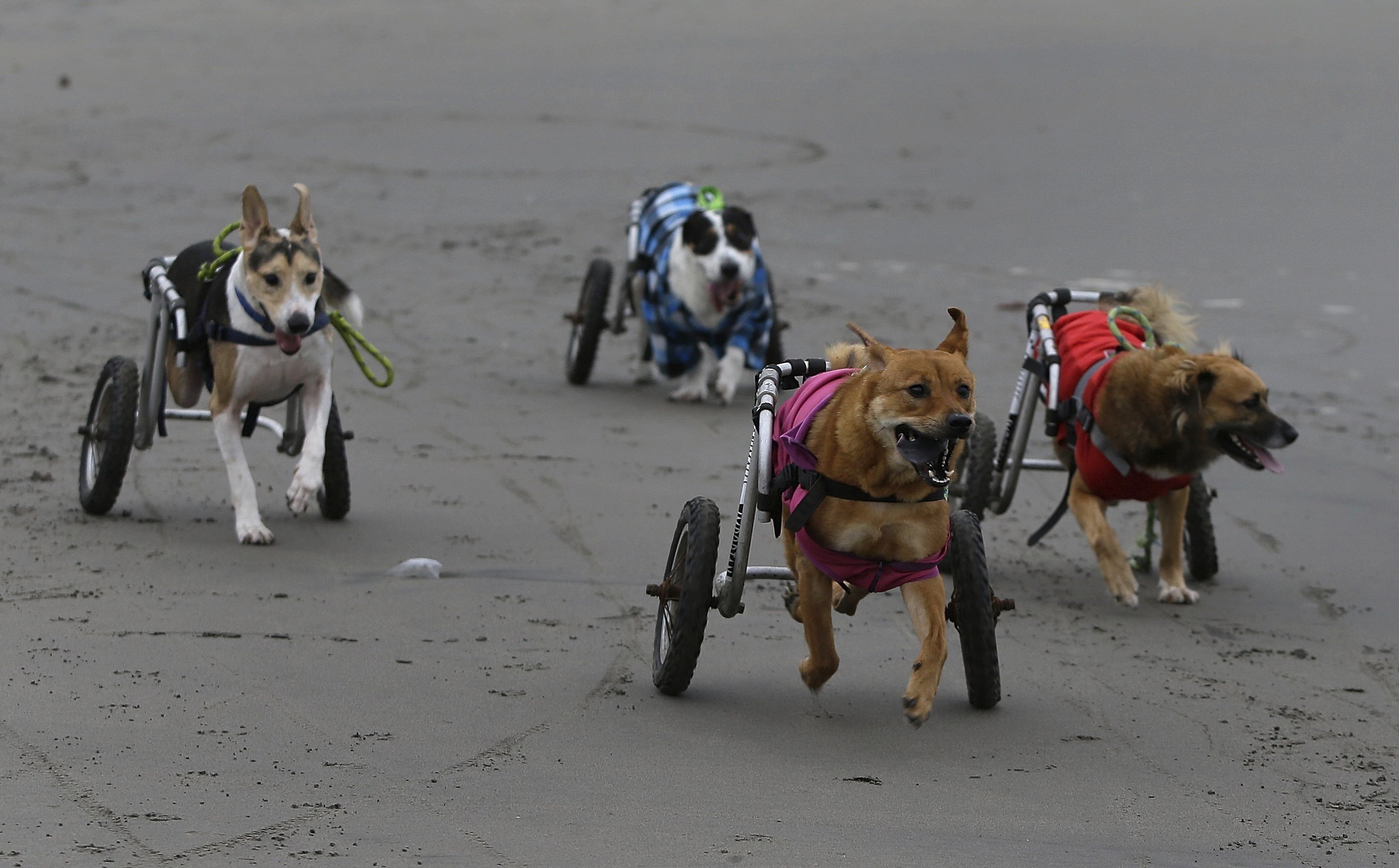 Сойти полететь. Собака инвалид. Собаки колясочники. Бездомные животные инвалиды. Собака калека.