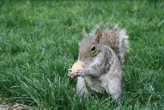 This squirrel is gathering his nuts, while other squirrels are driving park goers nuts. Photo courtesy of Metro Creative Connection