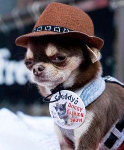 Only the most well-heeled pups will be competing in this Saturday’s Doggie Fashion Show at Park Slope Summer Stroll. Photos courtesy of Freddy’s Bar
