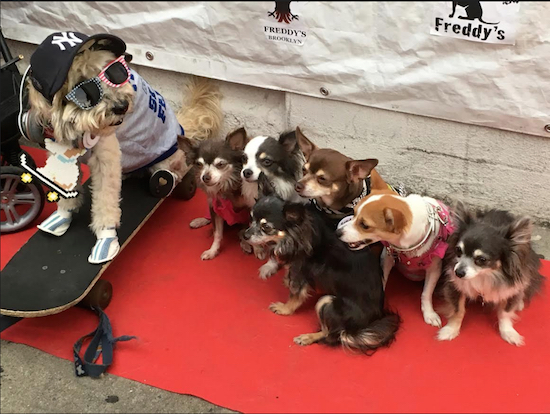 This adorable skateboarder and a half-dozen perky pups lined up to have their photo taken at the 4th Annual Doggy Fashion Show at Freddy's Bar in Park Slope on Saturday. Eagle photo by Mary Frost