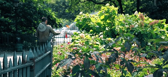 Gardener Matthew Morrow watering the diverse plants of the Brooklyn Heights Promenade Garden. Eagle photo by Paul Frangipane
