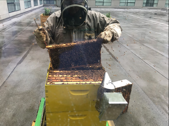 Brooklyn Marriott beekeeper Andrew Cote, dressed in protective gear, shows off the hotel’s bees. Eagle photos by John Alexander