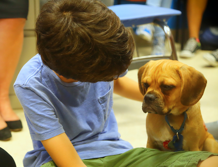 Bruno, a puggle in the Comfort Dog program at Lower Manhattan Community Middle School, is one of dozens of specially trained dogs bringing smiles and cuddles to students at 40 schools — 12 in Brooklyn — across New York City this year. Photo courtesy of the NYC Department of Education