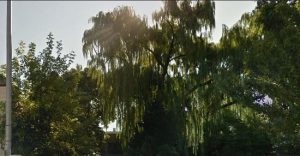 The four-story, 80-foot-high willow tree at the Imani Community Garden, above (center). Photo courtesy of Google Images