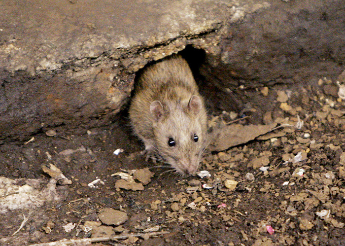 With Bushwick and Bedford-Stuyvesant schools being a major food source for rats, the city is expanding its war on the vermin at 33 schools in the neighborhoods. Shown: A rat emerges out of its hole at a subway stop in Brooklyn. AP file photo by Julie Jacobson