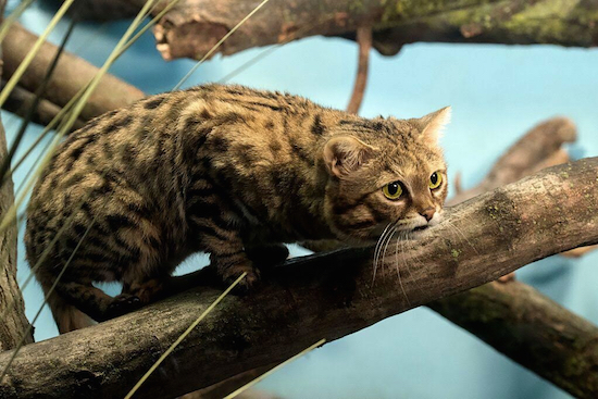 The Prospect Park Zoo’s rare black-footed cat. Photo by Julie Larsen Maher ©WCS
