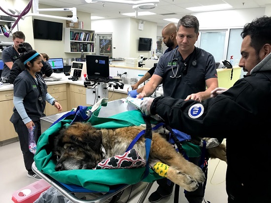 PETA is offering a $5,000 reward for any information leading to the arrest of a person who left a dog in a trash bag with its mouth tied shut near Jackie Robinson Parkway and Pennsylvania Avenue on Dec. 19. Photos courtesy of VERG