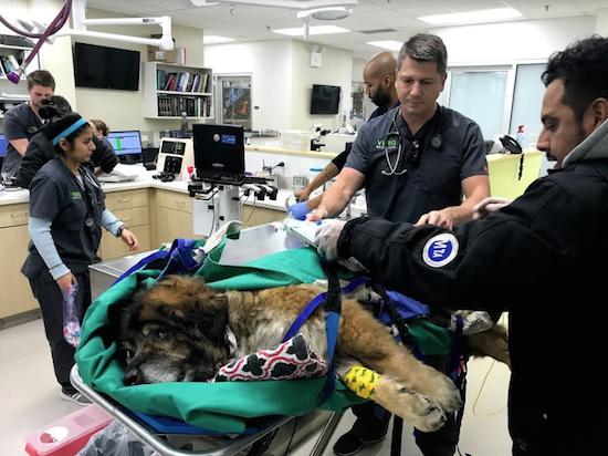 Saint Vincent is treated by emergency vets. Photos courtesy of VERG