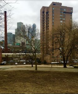 That's 240 Willoughby St. at right, seen from Fort Greene Park. Eagle photos by Lore Croghan