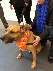 Orson, a friendly pooch, helped ASPCA officials and police demonstrate how the microchip scanner works. Officials are working toward getting the scanners into all of the city’s police precincts. Photos courtesy of ASPCA