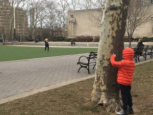 A young boy peeks out from behind a tree during a game of hide-and-seek on Tuesday in Cadman Plaza Park in Downtown Brooklyn. In the Borough President’s assessment of Brooklyn’s parks, Cadman received a ranking of “five leaves.” Eagle photo by Mary Frost