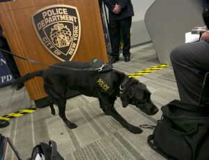 NYPD bomb-sniffing dog Ray, a four-year-old Labrador Retriever, smells a journalists bags during a security demonstration at a past New York City Marathon.  AP file photo/Richard Drew