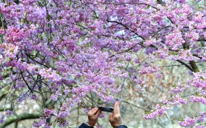 A few cherry trees are in full bloom, but the cold spring played havoc with the Brooklyn Botanic Garden this year.