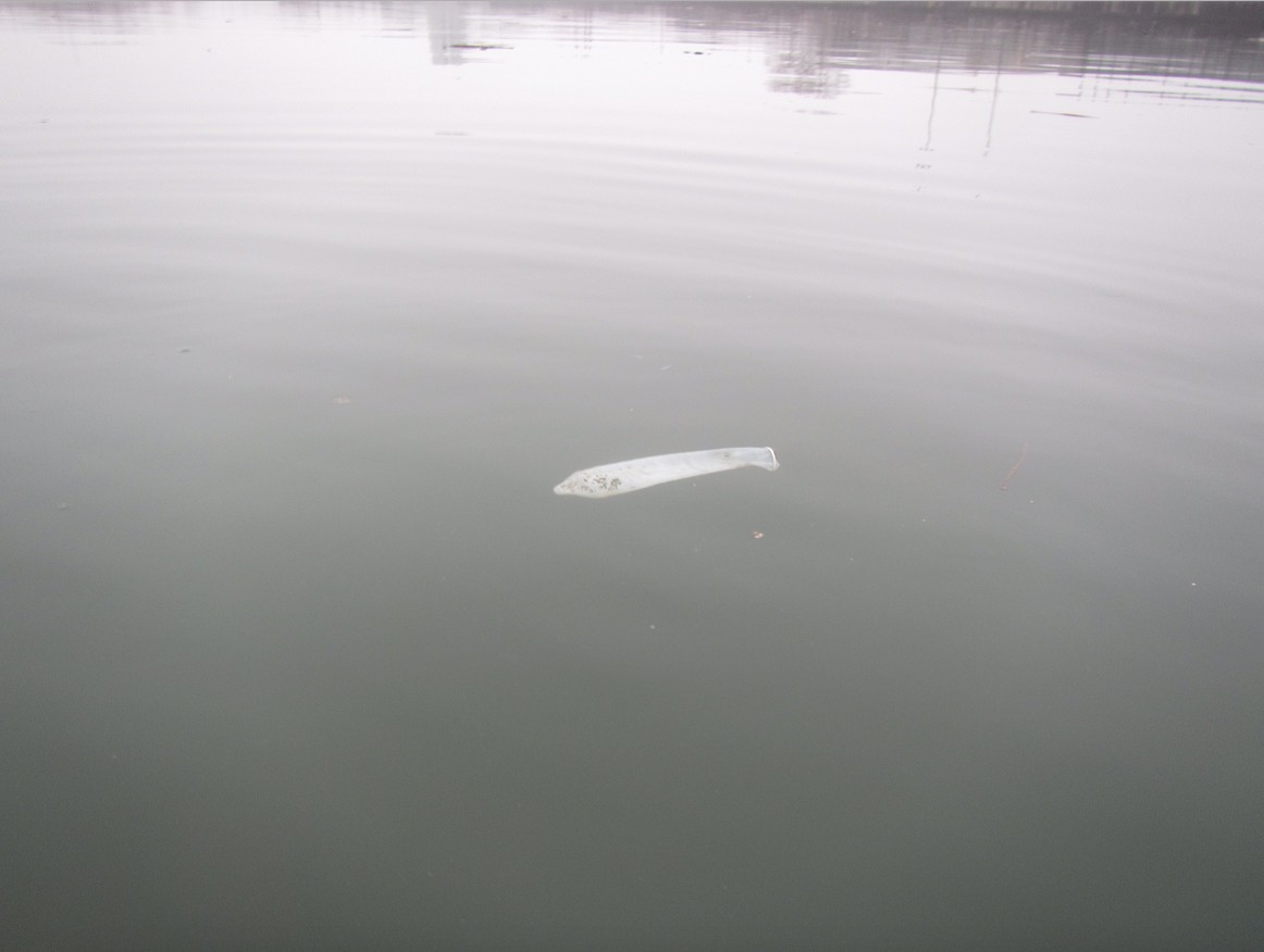 A used condom floats in Newtown Creek. Photo courtesy of Chris Swain