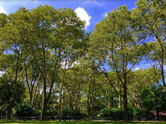 The trees are really tall in Monsignor McGolrick Park. Eagle file photo by Lore Croghan
