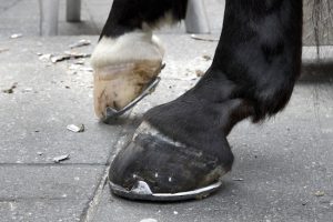 In this July 17 photo, the newly shod rear hooves of New York City Police Department horse McQuade are seen in New York's Times Square. Horseshoes are an essential part of the New York Police Department. Without them, the department’s elite mounted unit of 50 horses couldn’t patrol the city. AP Photo/Richard Drew