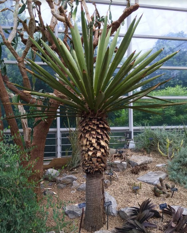 This formidable tree, which is called a Spanish dagger, can be found in the Desert Pavilion.
