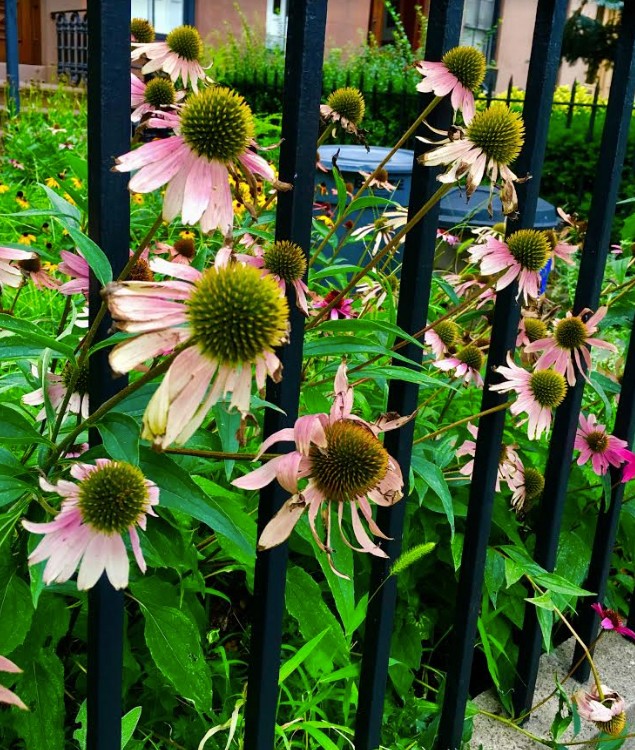 Through these fenced-in flowers, you can catch a glimpse of 259 Carroll St., which changed hands in March.