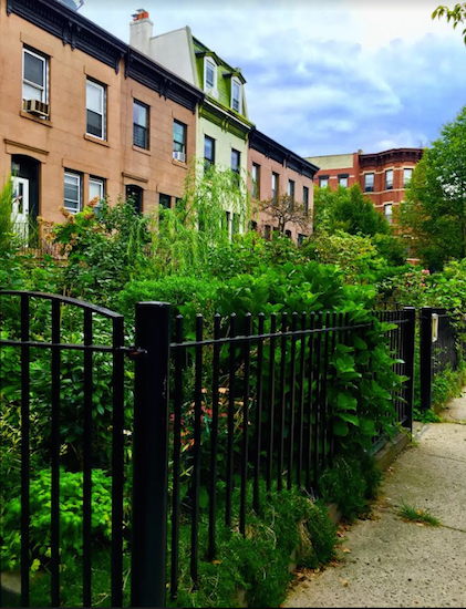 The greenery's dazzling in the Carroll Gardens Historic District. Eagle photos by Lore Croghan