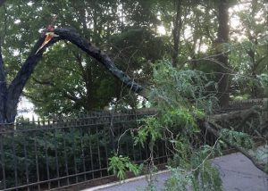 These photos show a giant bough of a honey locust tree moments after it fell near the Orange Street entrance to the Brooklyn Heights Promenade on Saturday evening. The bough narrowly missed a family strolling along the sidewalk. Photo courtesy of Beverly Closs.
