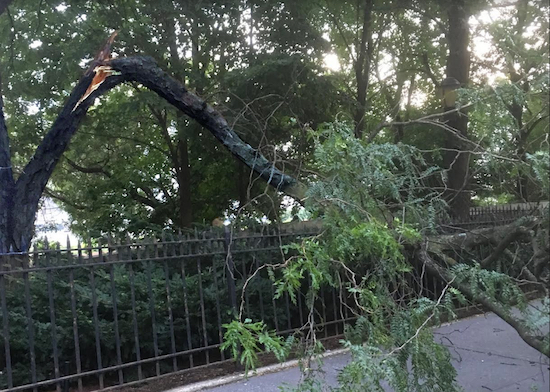 These photos show a giant bough of a honey locust tree moments after it fell near the Orange Street entrance to the Brooklyn Heights Promenade on Saturday evening. The bough narrowly missed a family strolling along the sidewalk. Photo courtesy of Beverly Closs.