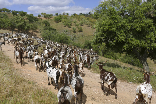 A herd of goats roam free in Portugal. AP Photo/Armando Franca