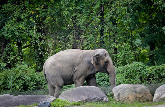Bronx Zoo elephant "Happy" strolls inside the zoo's Asia display on Tuesday in New York. An animal welfare group has brought a legal action against the Bronx Zoo on behalf of Happy, who was separated from the zoo's two other elephants after they fatally injured her mate. AP Photos/Bebeto Matthews