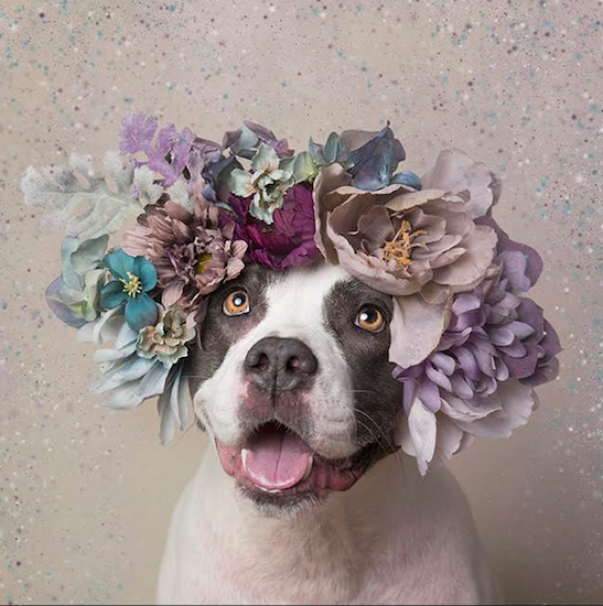 Nakita is one of the many pups featured in “Pit Bull Flower Power.” Photo by Sophie Gamand
