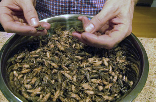 In this Nov. 30, 2016, photo, Stephen Swanson shows a bowl of frozen crickets at Tomorrow's Harvest cricket farm in Williston, Vt. Farmers are raising the alternative livestock they claim is more ecologically sound than meat, but is sure to bug some people out: crickets. (AP Photo/Lisa Rathke)