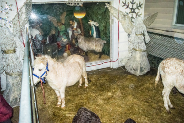 Ponies were part of the Nativity scene on East 93rd Street in Canarsie.
