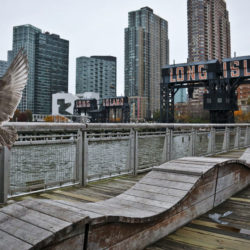 A seagull flies off holding fish scraps near a former dock facility, with "Long Island" painted on old transfer bridges at Gantry State Park in Long Island City. New York officials say their deal to land a new Amazon headquarters is a big win for the city, but the math is a little more complicated than government projections indicate. AP Photo/Bebeto Matthews, File