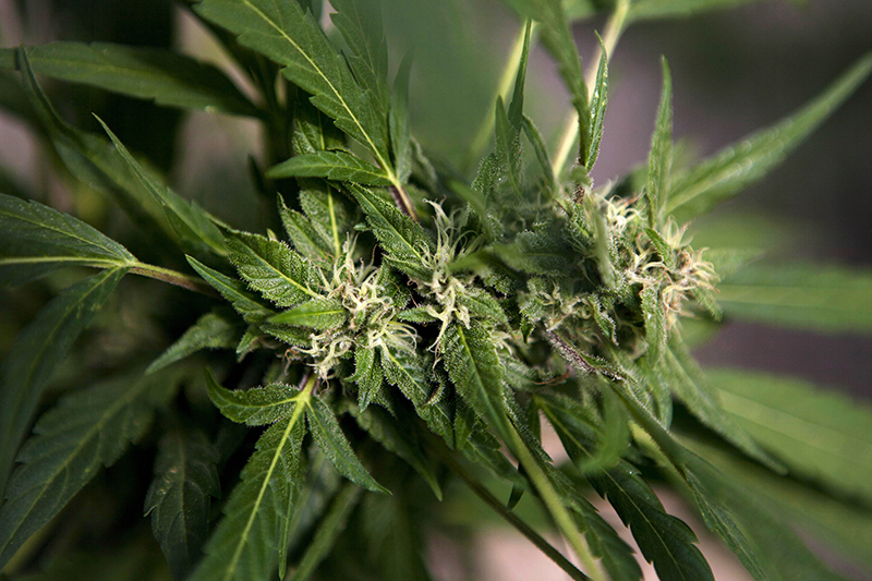 Rival factions are putting in their bids now to get a chunk of an expected windfall in marijuana tax revenue, as New York state moves closer to legalizing cannabis for adult use. AP photo by Dan Balilty