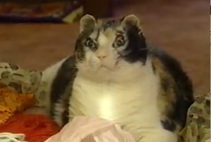Scarlett The Cat from a 2010 news story. Photo via YouTube screenshot