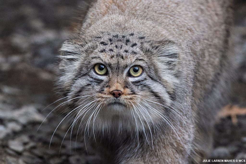 Prospect Park Zoo starts program to preserve rare cat species
