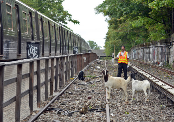 In August, two goats wandered onto the subway tracks in Brooklyn. Marc A. Hermann / MTA New York City Transit