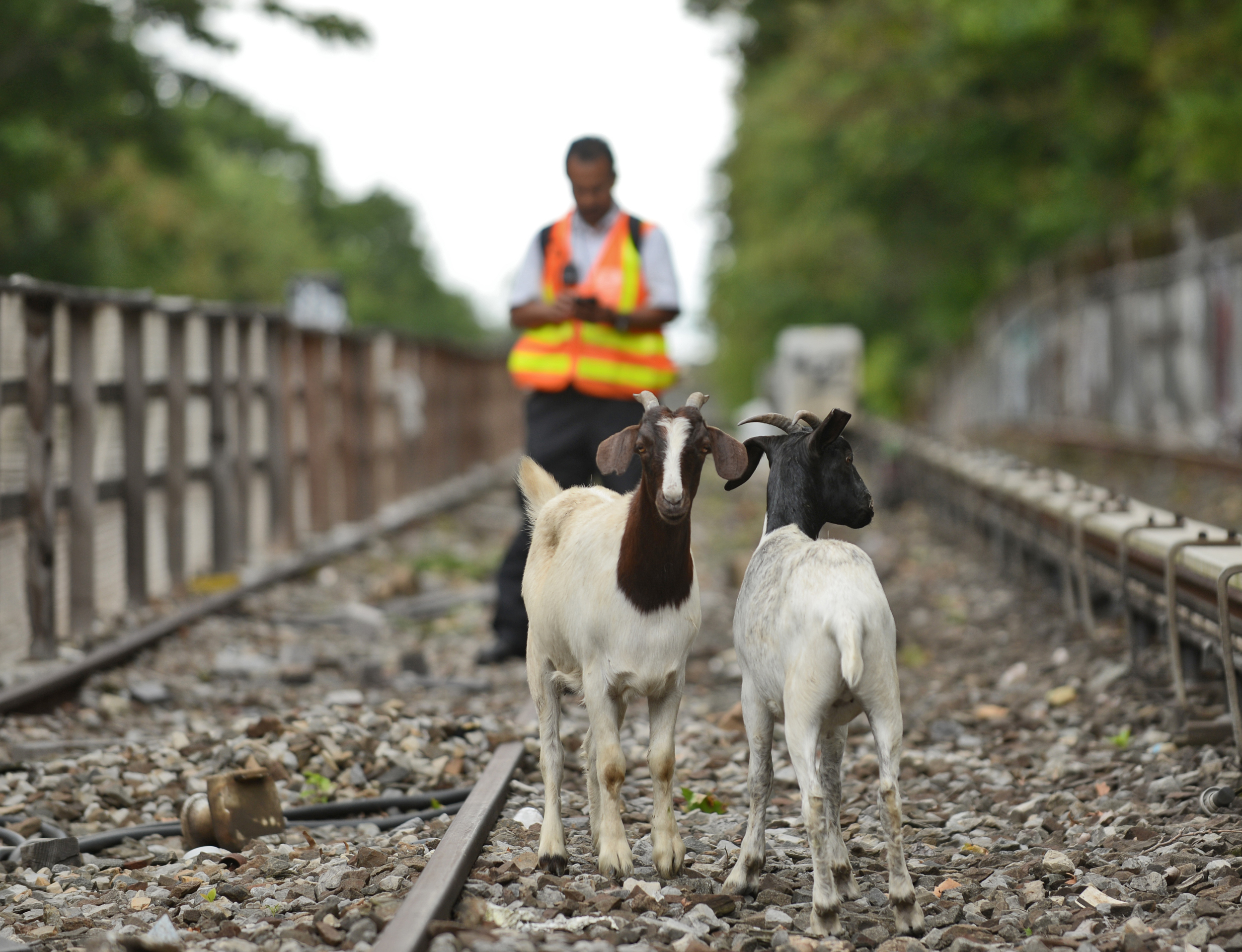 In August, two goats wandered onto the subway tracks in Brooklyn. Marc A. Hermann / MTA New York City Transit