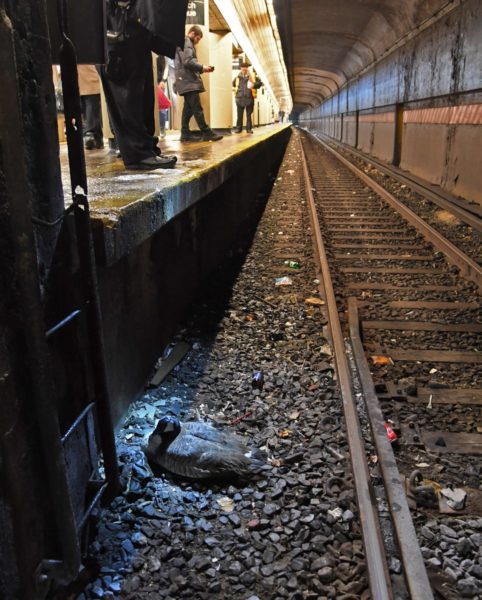 Earlier this month, a goose made itself at home on the tracks of the B and Q line at the Parkside Avenue station. Marc A. Hermann / MTA New York City Transit