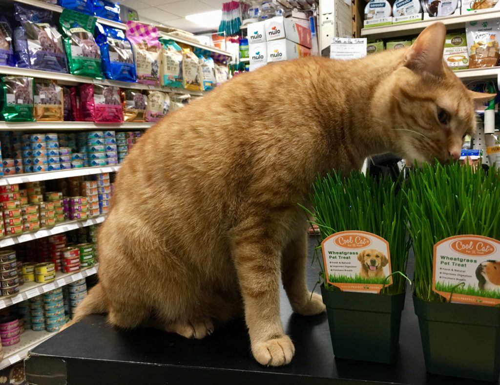 Simba the cat nibbles on Cool Cat Wheatgrass at NYCPet.com. Eagle photo by Lore Croghan.